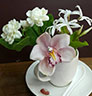 Cymbidium-