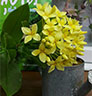 Vanda-ǹҿ