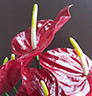 Cattleya-ᤷ
